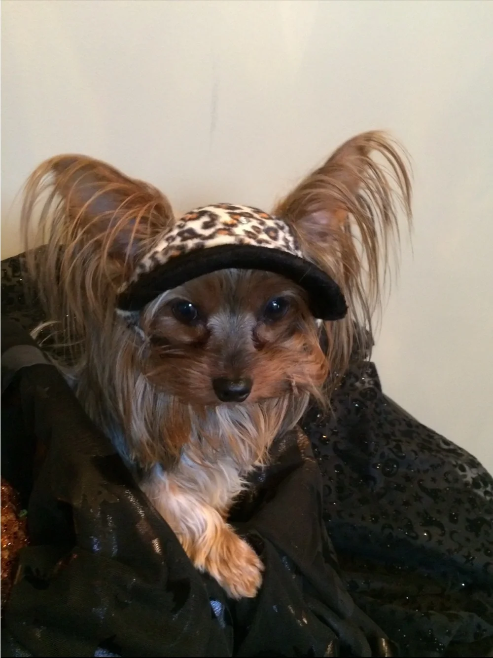 🐾Small Breeds- Dog Sweater, Romper, Christmas, Glasses & 7 Hats